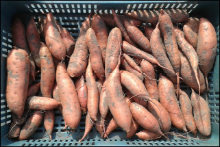 batata3 batata3